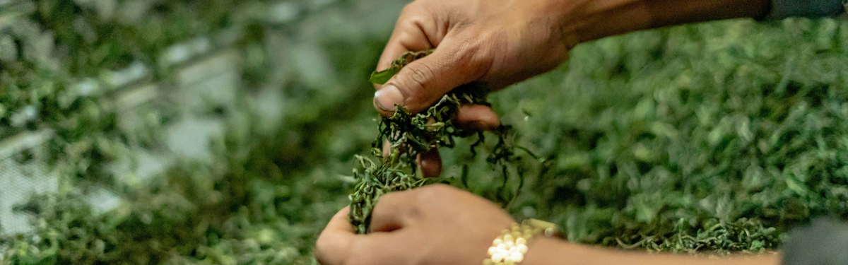 Close-up of a person's hands holding a handful of freshly harvested green tea leaves over a pile of loose tea in a field or processing area.