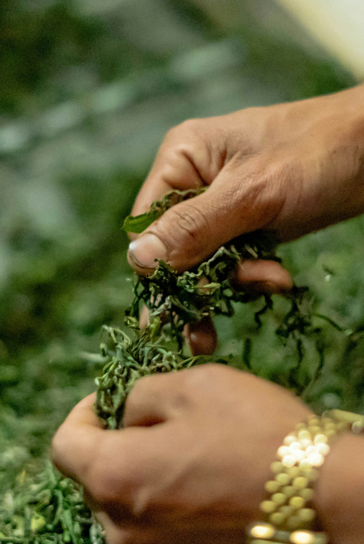 Close-up of hands handling freshly harvested green tea leaves, with one hand wearing a gold bracelet against a blurred green background.