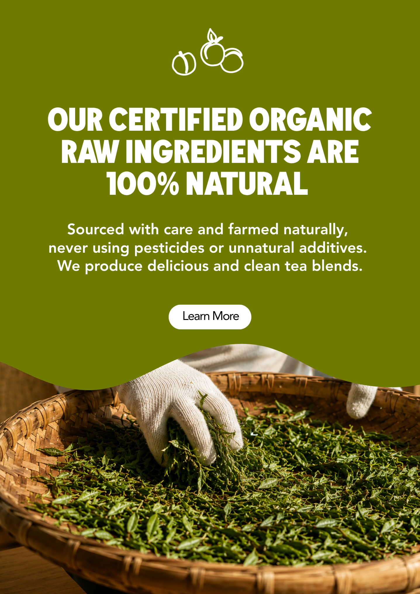 Promotional graphic for organic raw tea ingredients, featuring a large olive green background with white text and a photo of gloved hands picking loose-leaf tea leaves from a woven basket.