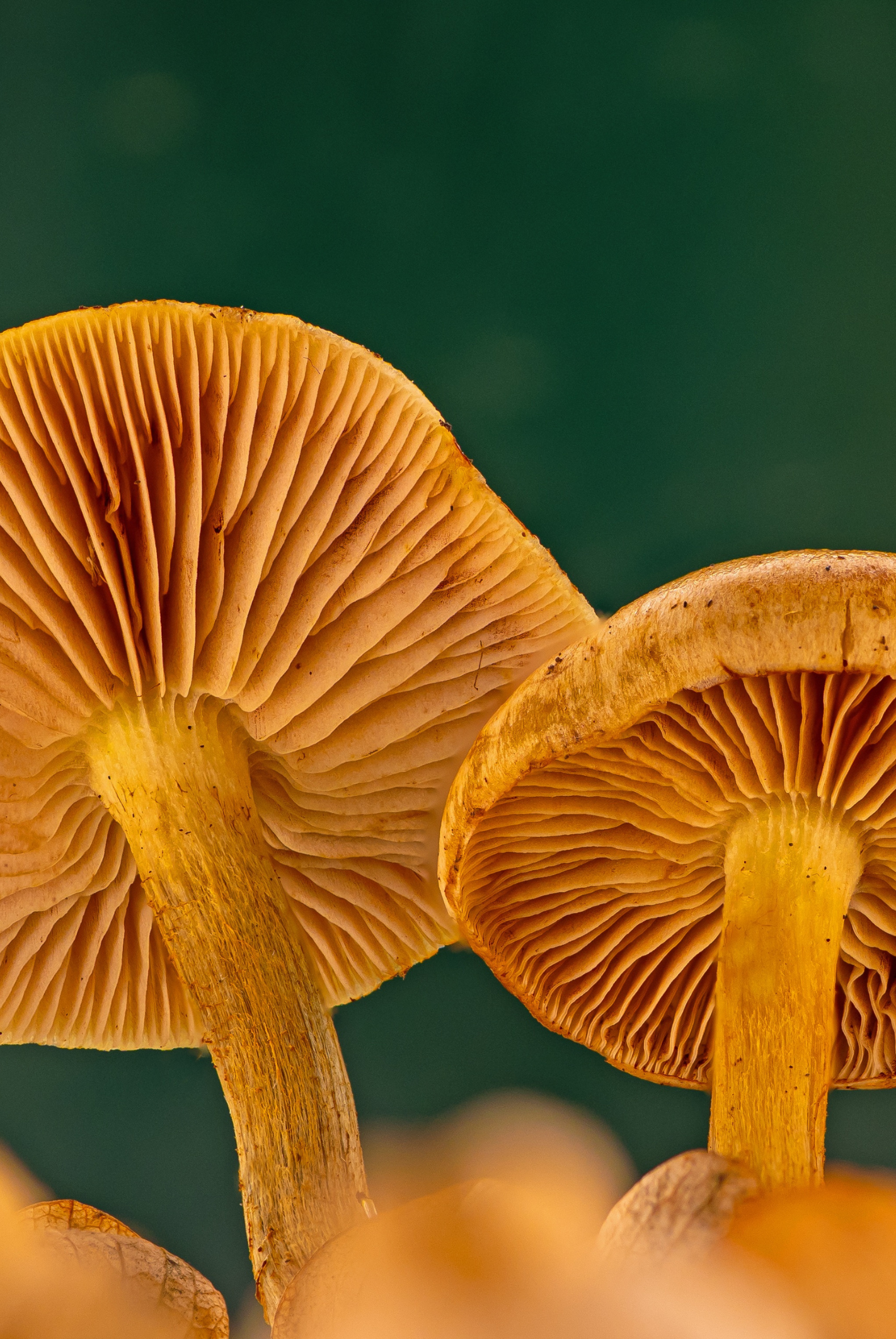 Close-up of orange-brown mushrooms with detailed gills and stems against a dark green blurred background.
