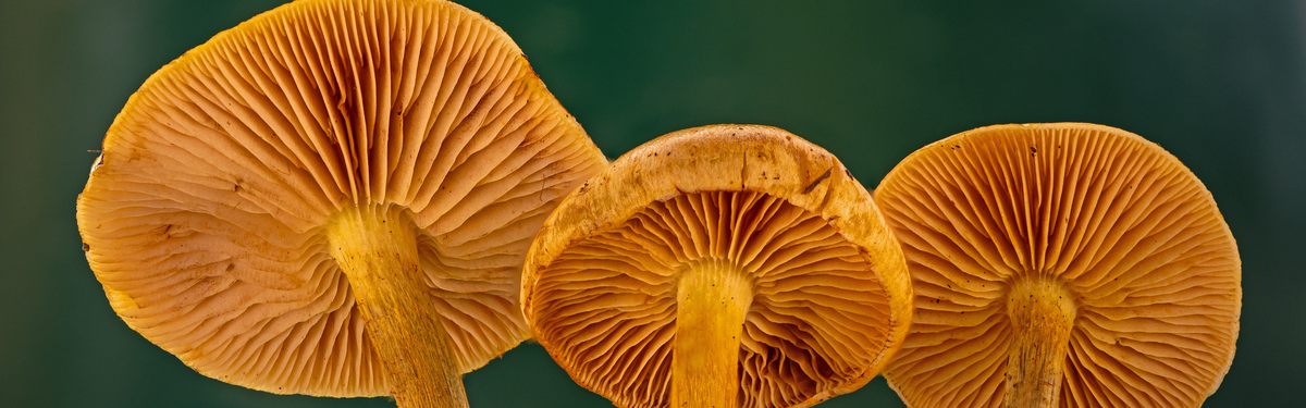 Three close-up views of orange-brown mushrooms with detailed gills and rounded caps against a dark green blurred background.