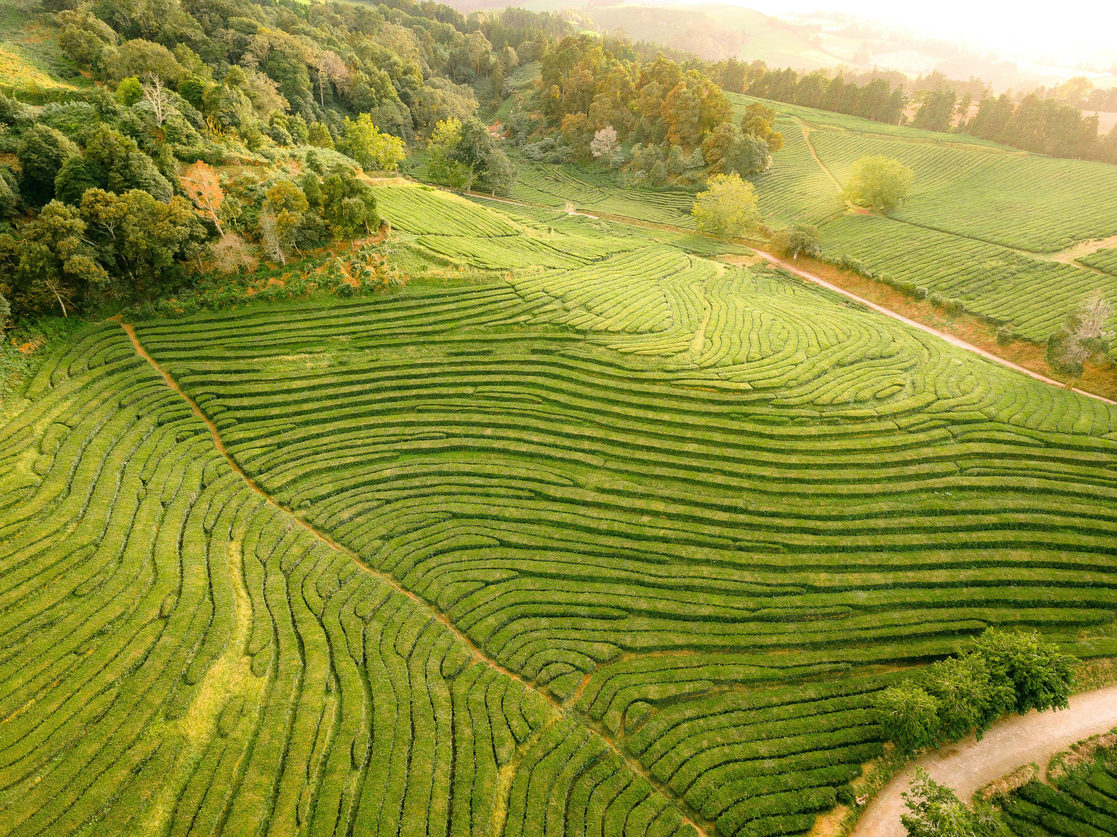 Aerial view of terraced green tea fields winding across rolling hills, with dense trees and a sunlit sky in the background.